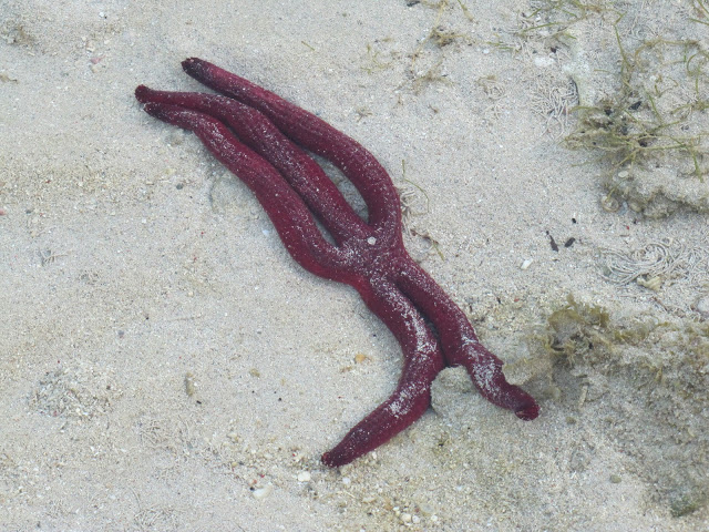 Isole Fiji:  Stella marina azzurra.